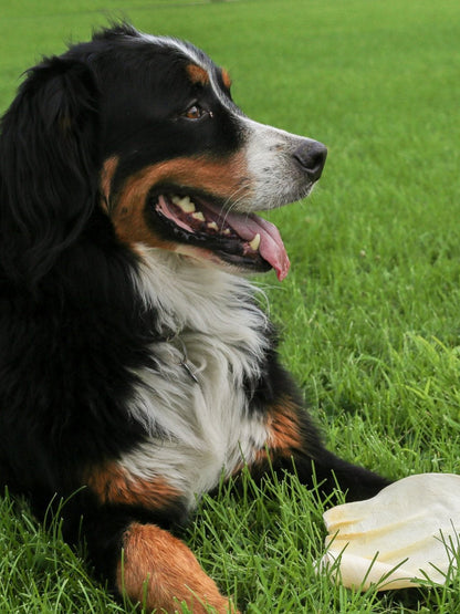 Cow Ears for Dogs